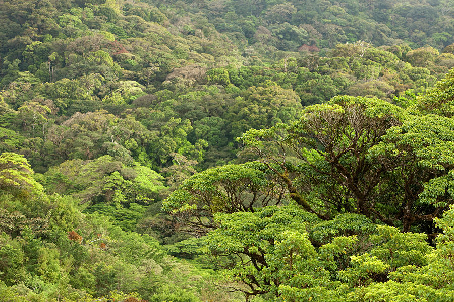 Vỏ cam đã làm sống lại một khu rừng ở Costa Rica như thế nào?