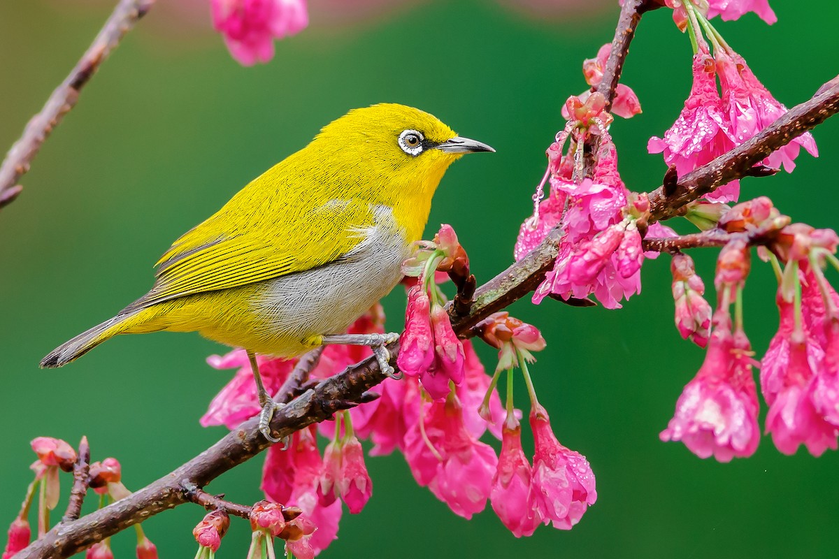 Chùm ảnh: Đã mắt với vẻ đẹp của các loài chim vành khuyên Việt Nam ...