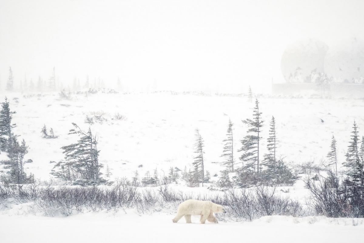 Một chú gấu Bắc Cực đi lang thang qua các lùm cây bụi bị đóng băng.