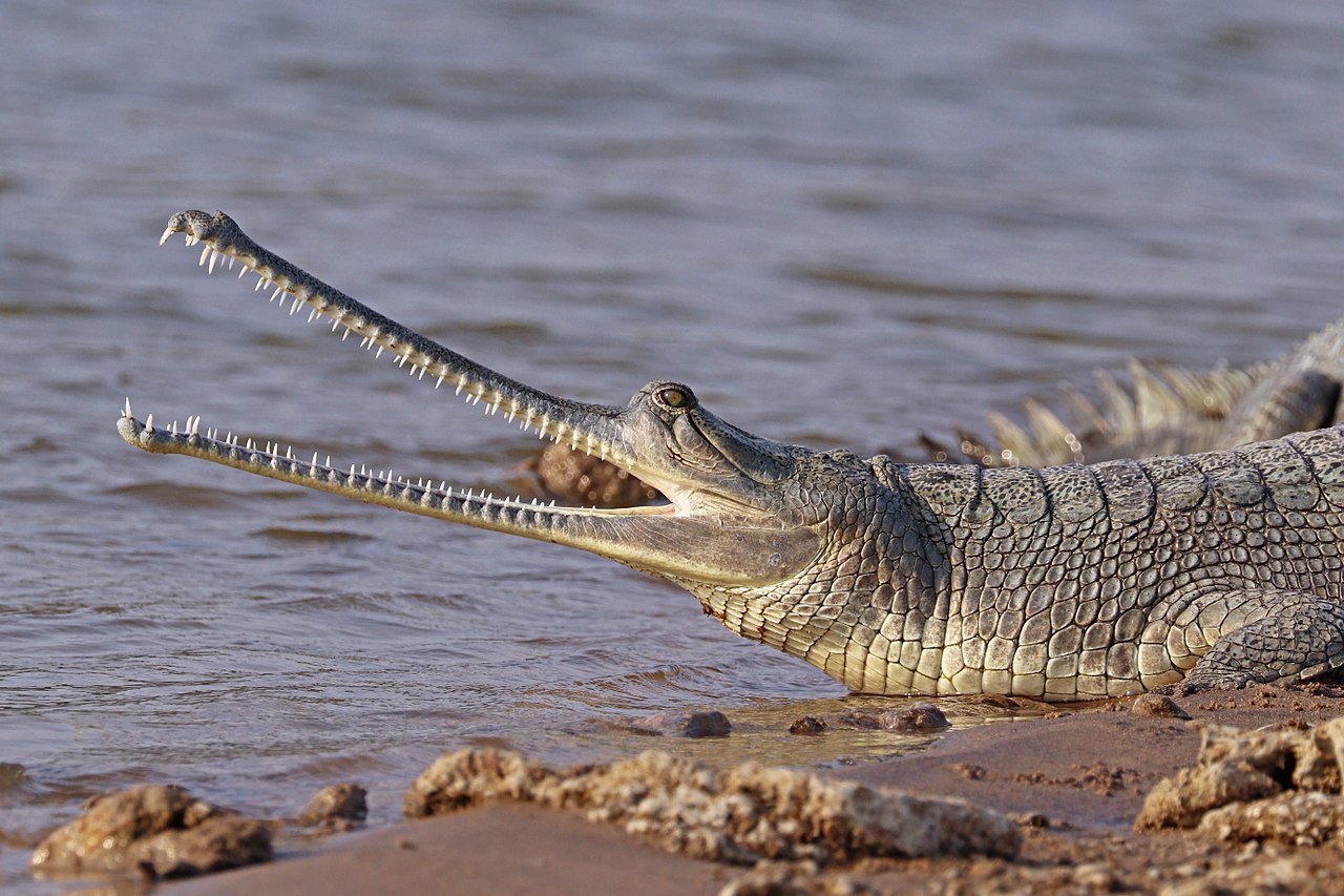 Chùm ảnh: Điểm danh 27 loài cá sấu còn tồn tại trên quả đất