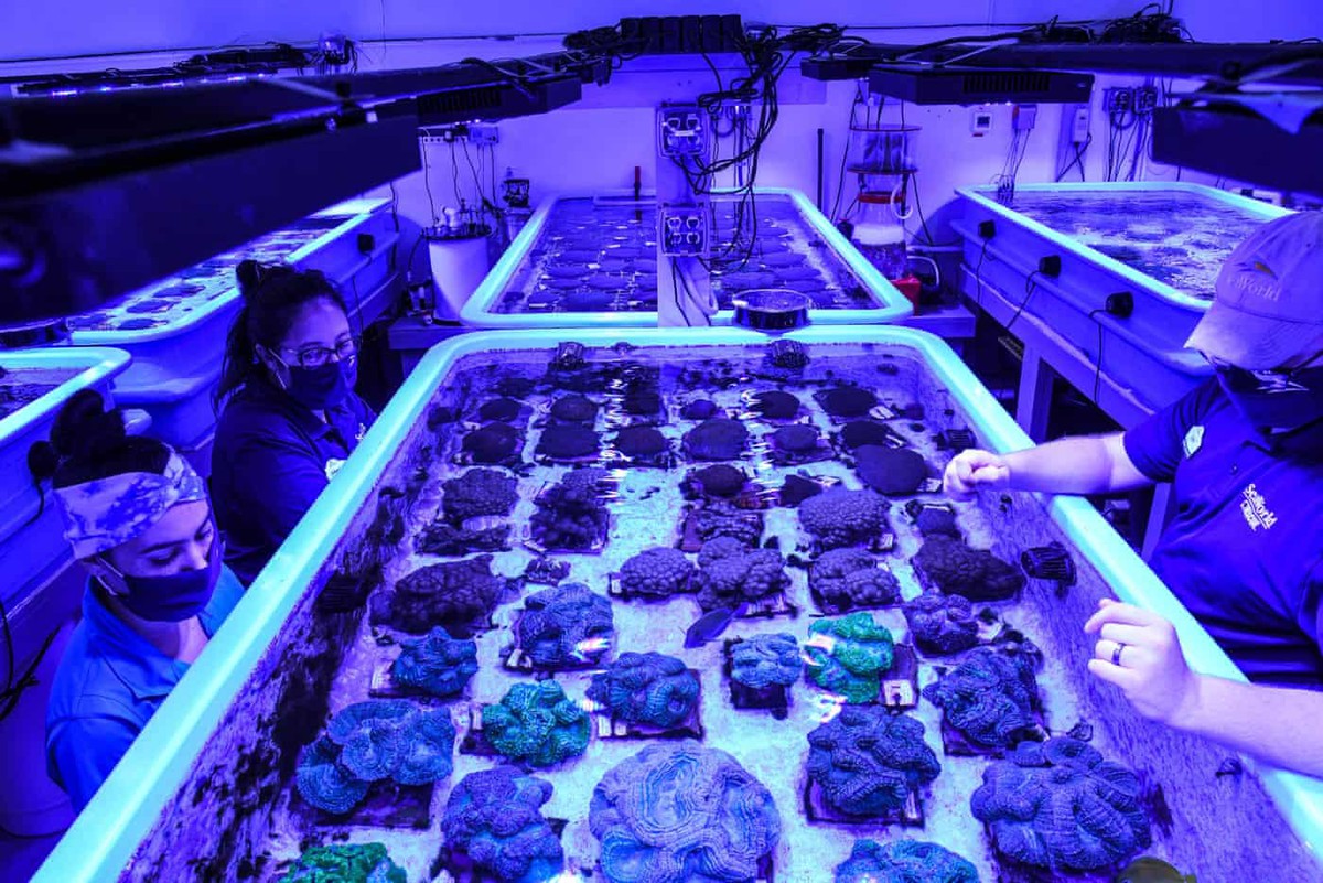 Chùm ảnh: Tái tạo các rạn san hô trong phòng thí nghiệm ở Mỹ
