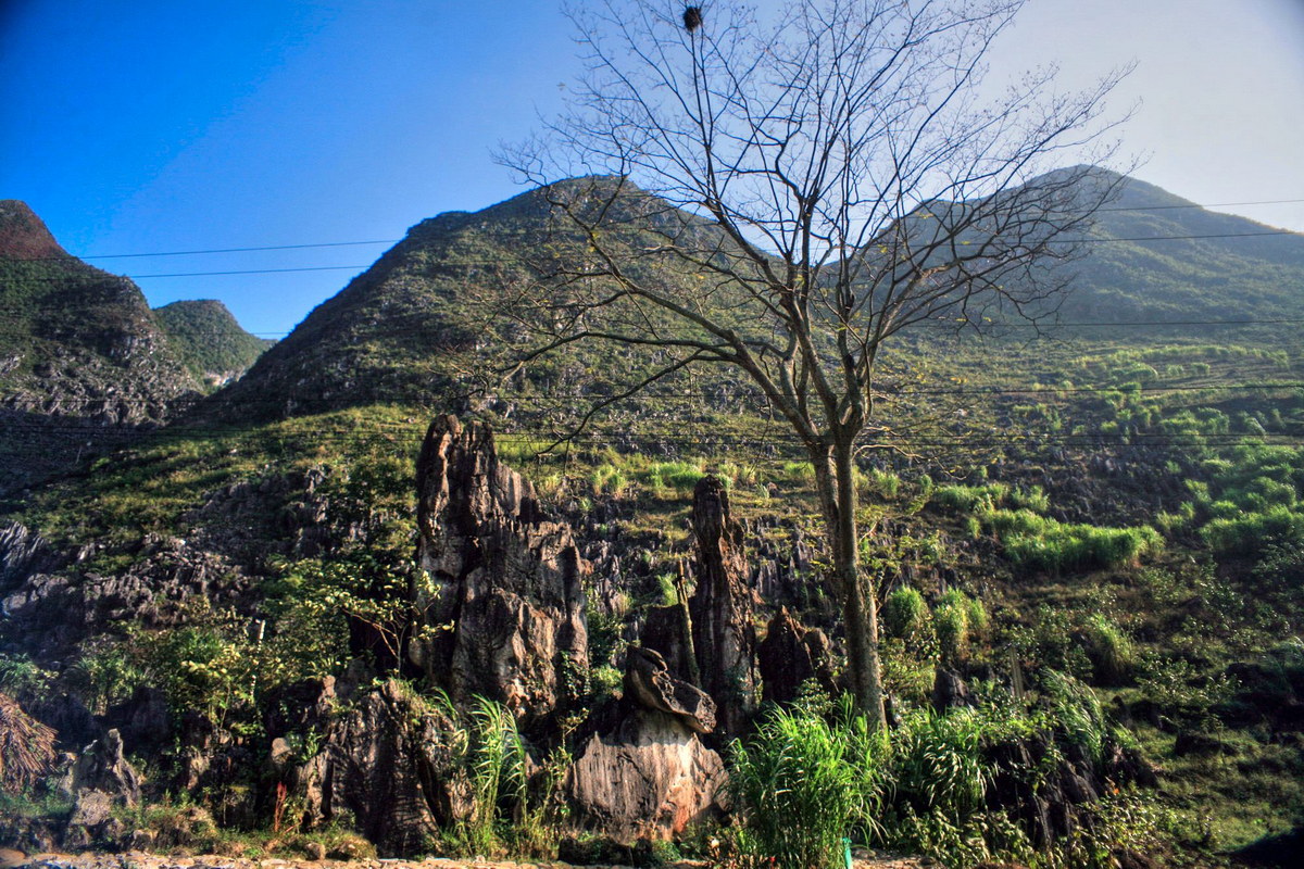Chùm ảnh: Thăm cây thiêng Thài Phìn Tủng trên cao nguyên đá Đồng Văn
