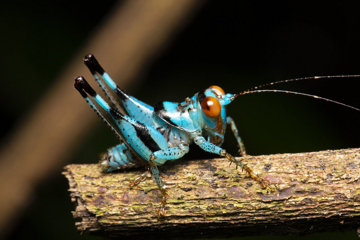 Chùm ảnh: Những loài động vật kỳ lạ trong rừng Cúc Phương