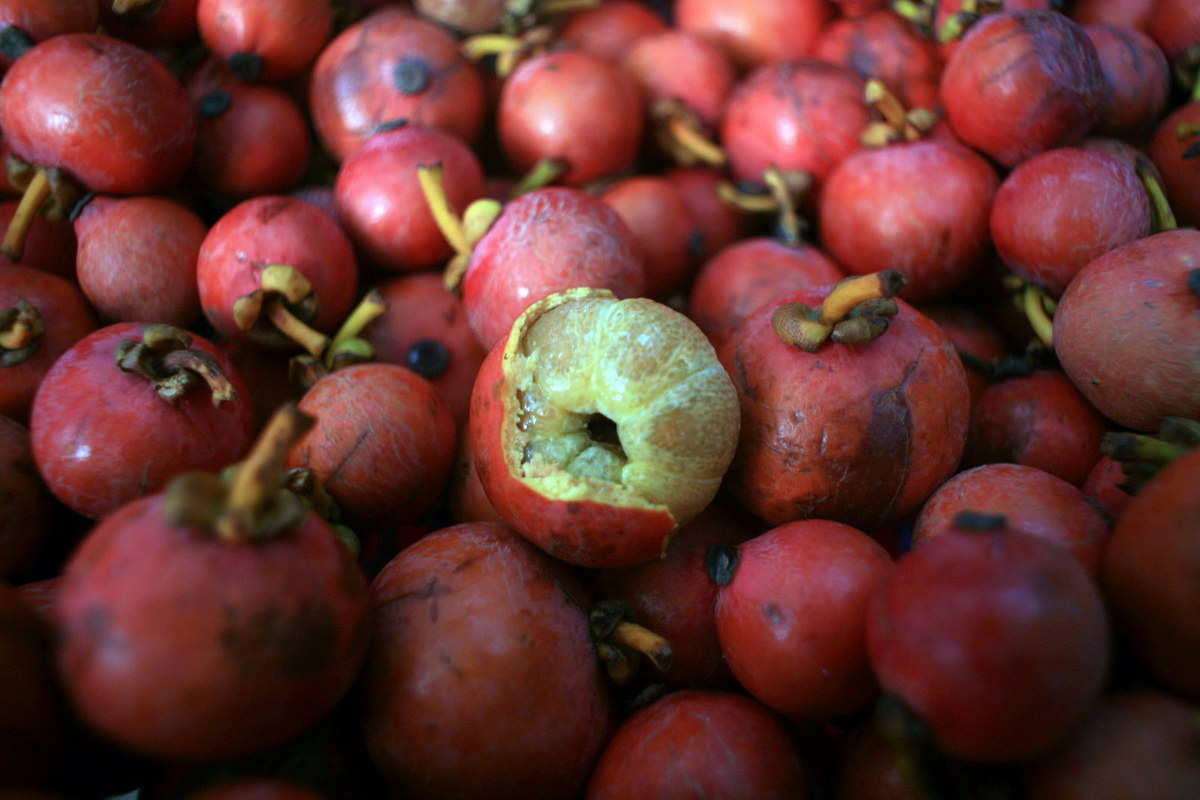 Chùm ảnh: Một số loại trái cây ‘độc lạ’ ở vùng đất Nam Bộ