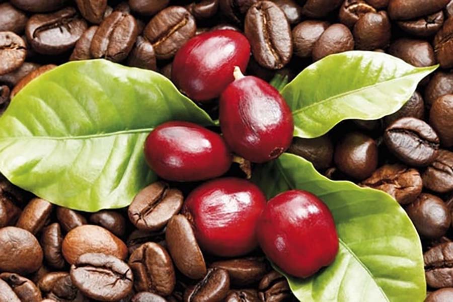 Suy ngẫm về ‘chất lượng Việt Nam đích thực’ từ cây cà phê ở Lâm Đồng
