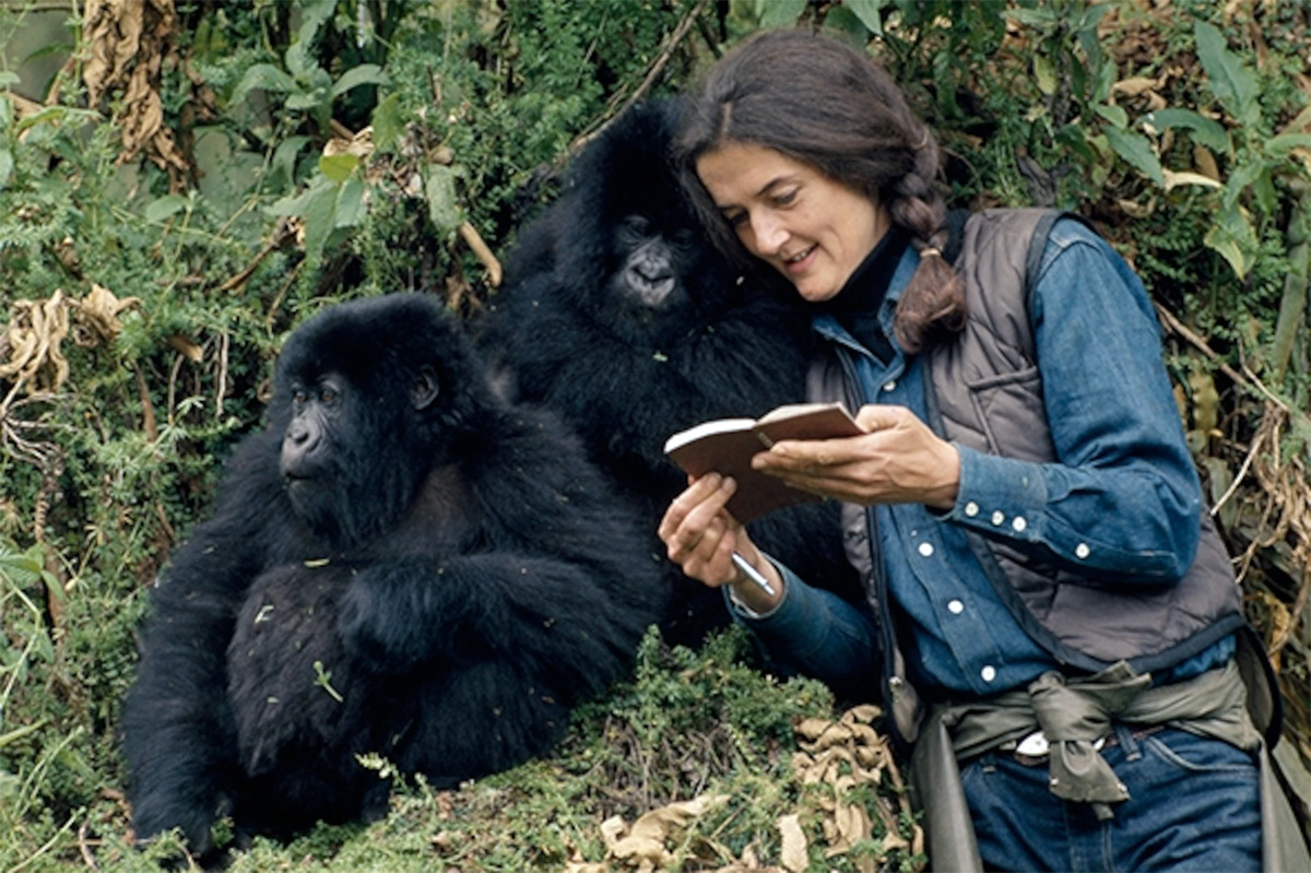 Suy ngẫm từ cuộc đời và cái chết của nhà linh trưởng học Dian Fossey