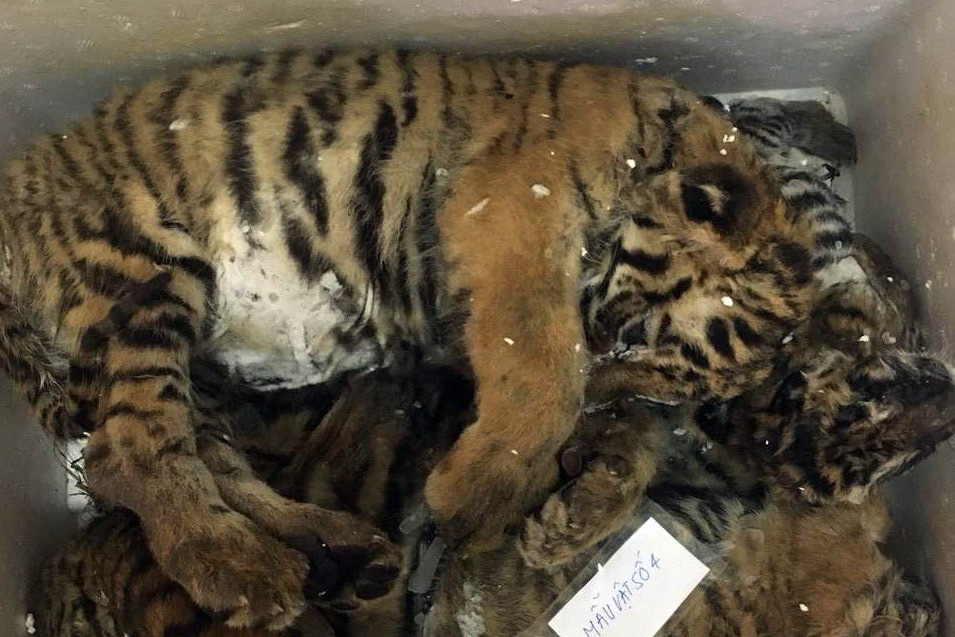 Chuyên gia WWF nói về tấn thảm kịch của động vật hoang dã ở Việt Nam