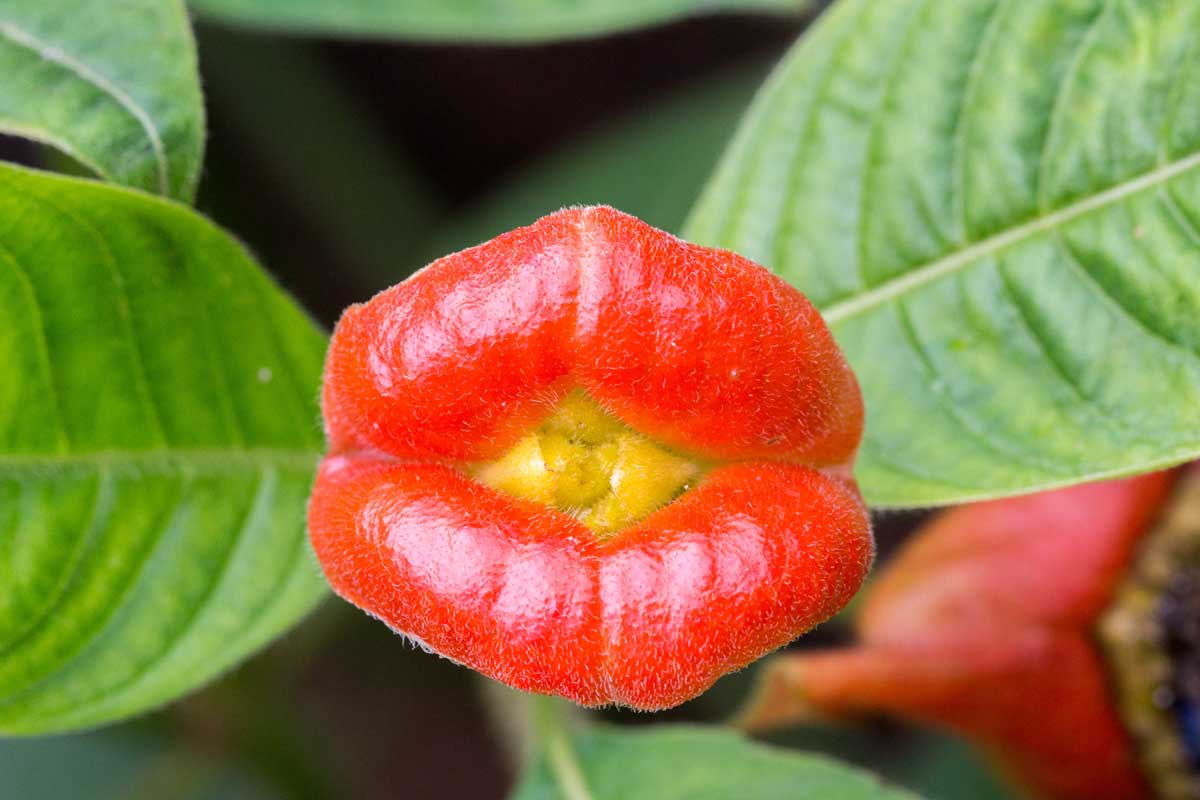 Chùm ảnh: Cận cảnh các loài hoa kỳ lạ nhất trên thế giới