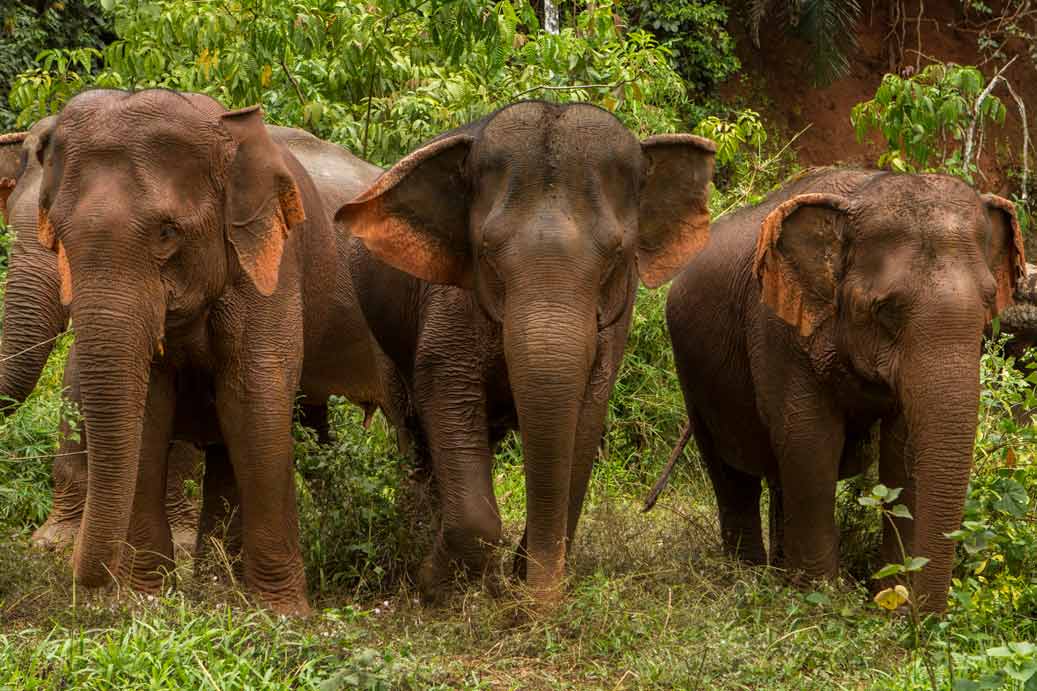 Bài học cho Việt Nam từ các mô hình du lịch thân thiện với voi