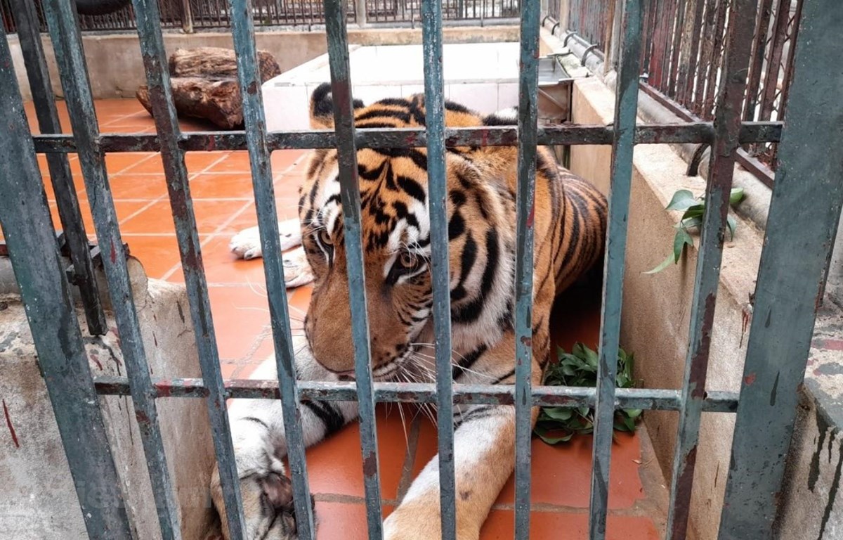 Bức tranh tổng quan về thực trạng của loài hổ ở Việt Nam