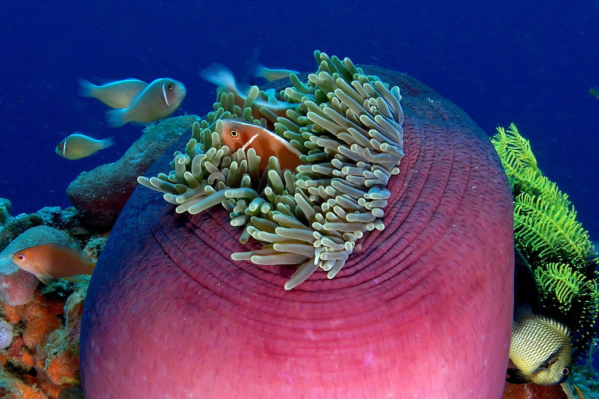 Chùm ảnh: Cận cảnh những loài san hô quyến rũ nhất thế giới