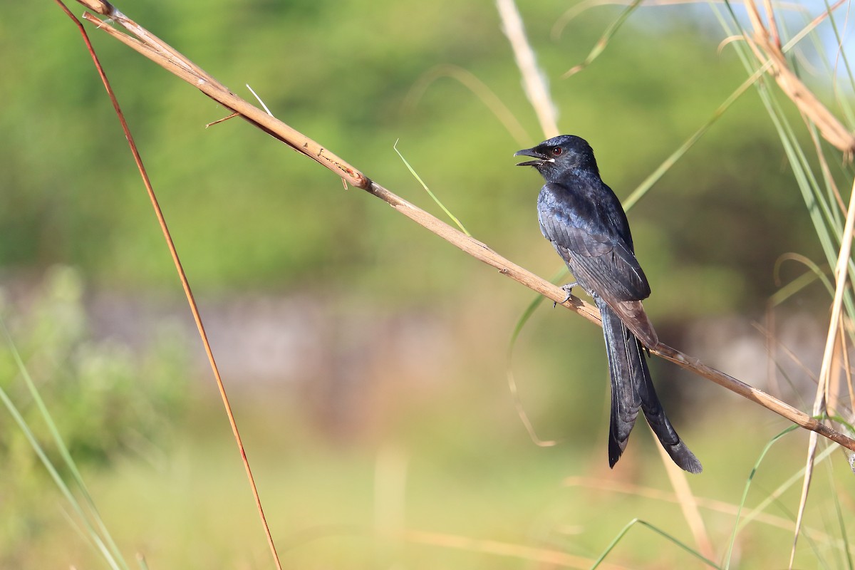 Chùm ảnh: Cận cảnh các loài chim chèo bẻo ‘lẻo mép’ của Việt Nam