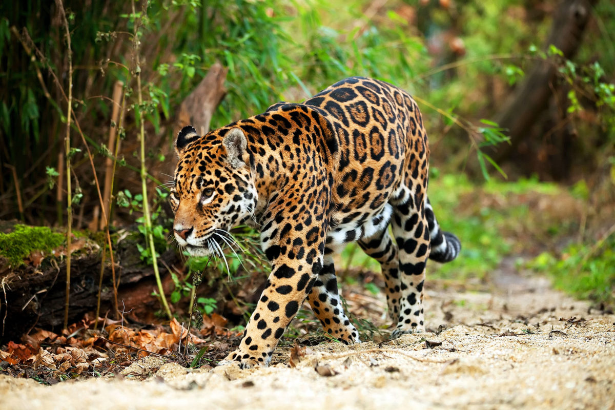 Loài báo đốm ở Mexico và câu chuyện buồn về mặt trái của du lịch