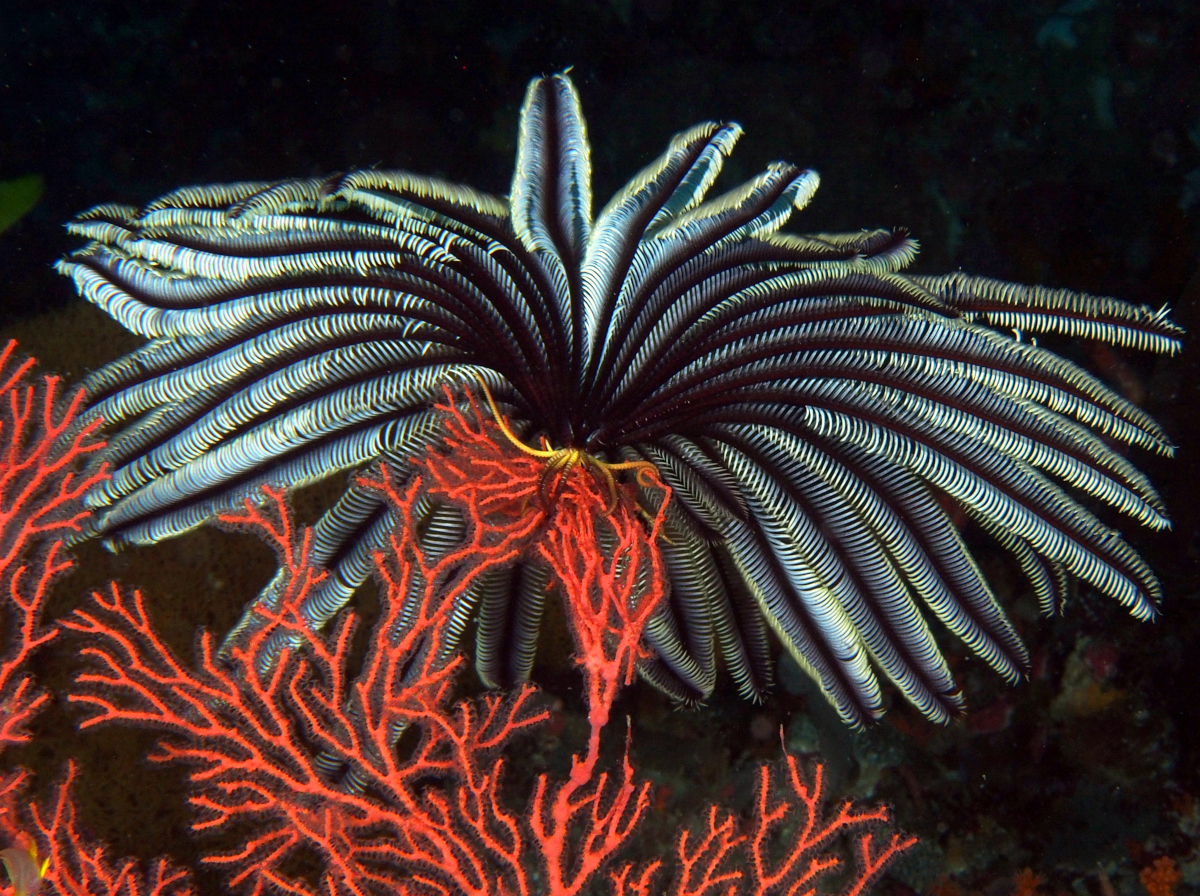 Chùm ảnh: Vẻ đẹp ma mị của loài vật giống hệt đóa hoa dưới đáy biển