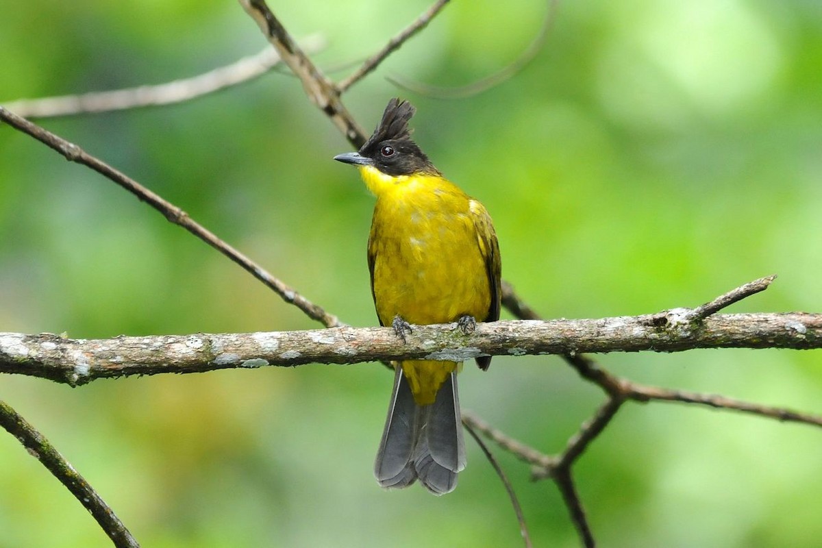 Chùm ảnh: Cận cảnh các loài chim chào mào độc đáo của Việt Nam