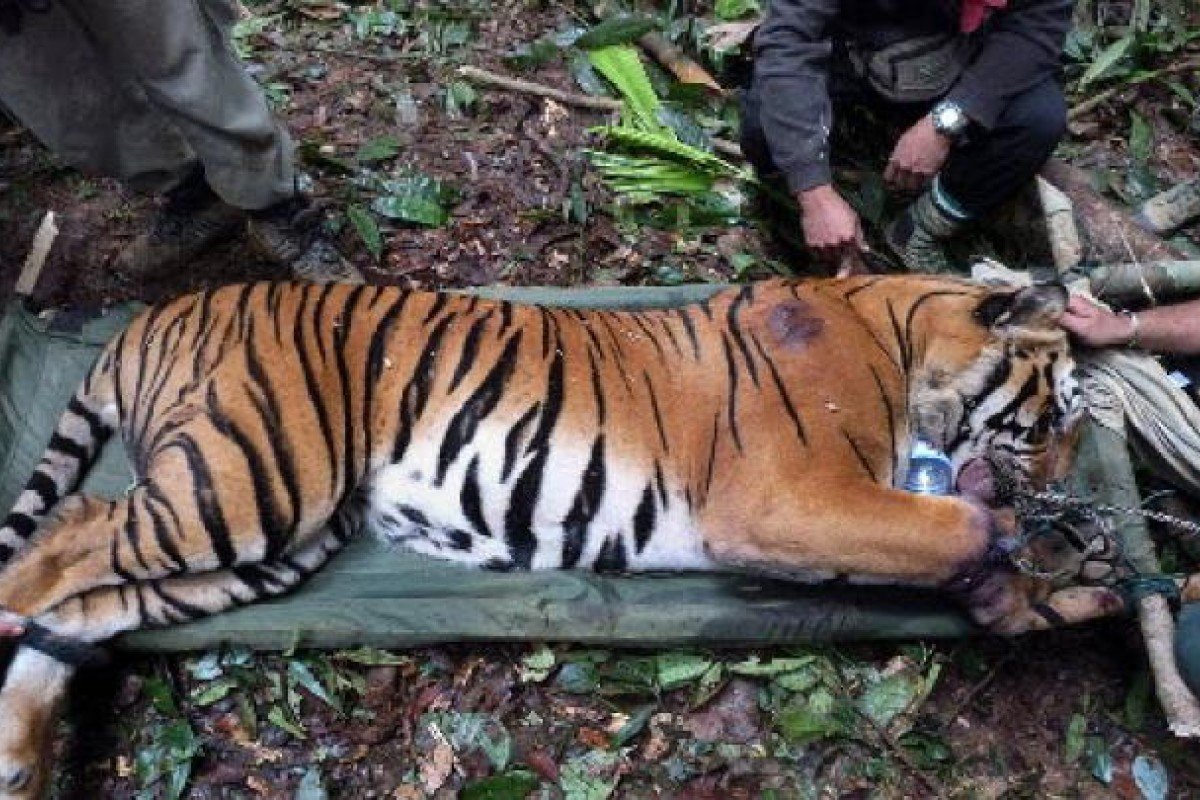 Câu chuyện bi thảm về loài hổ ở Malaysia