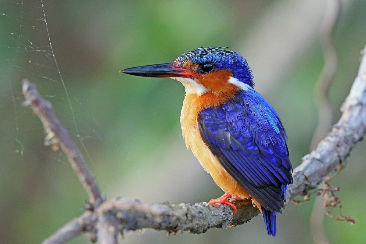 Chùm ảnh: Chiêm ngưỡng những loài chim sả đẹp nhất thế giới