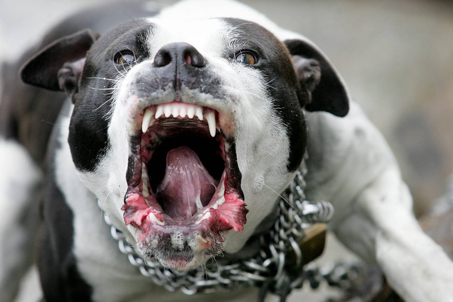 Thêm bao nhiêu người nữa mất mạng thì Việt Nam mới cấm chó Pitbull?