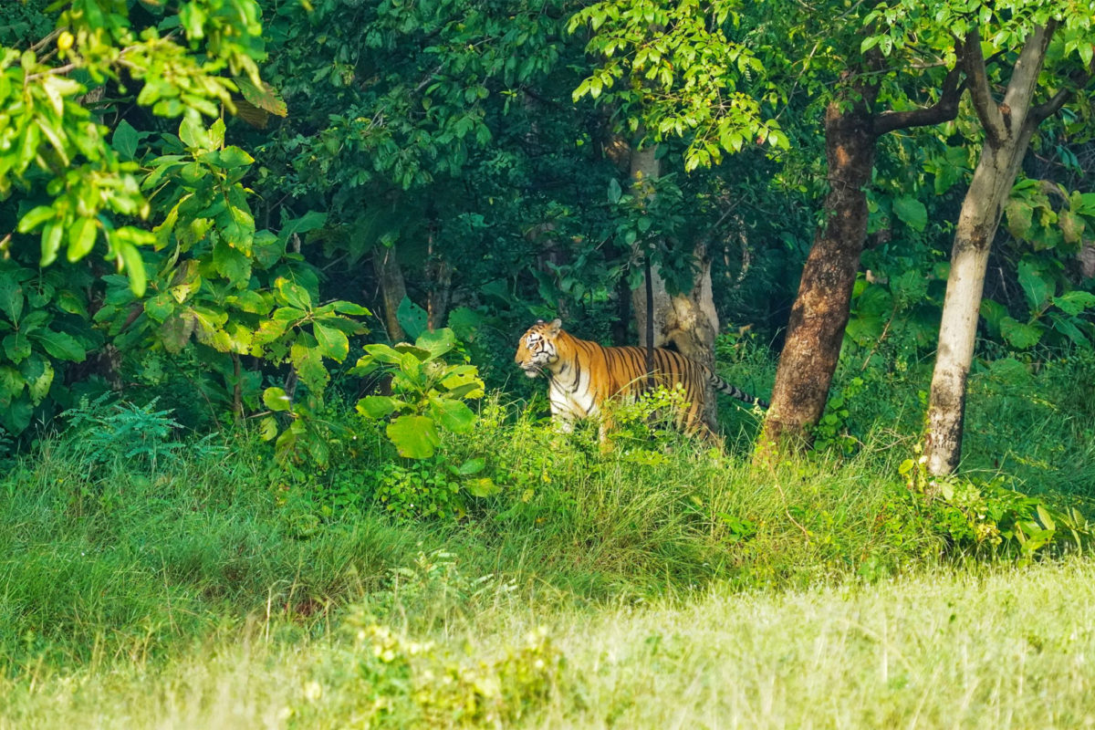 Nepal đã làm gì để bảo tồn thành công loài hổ?