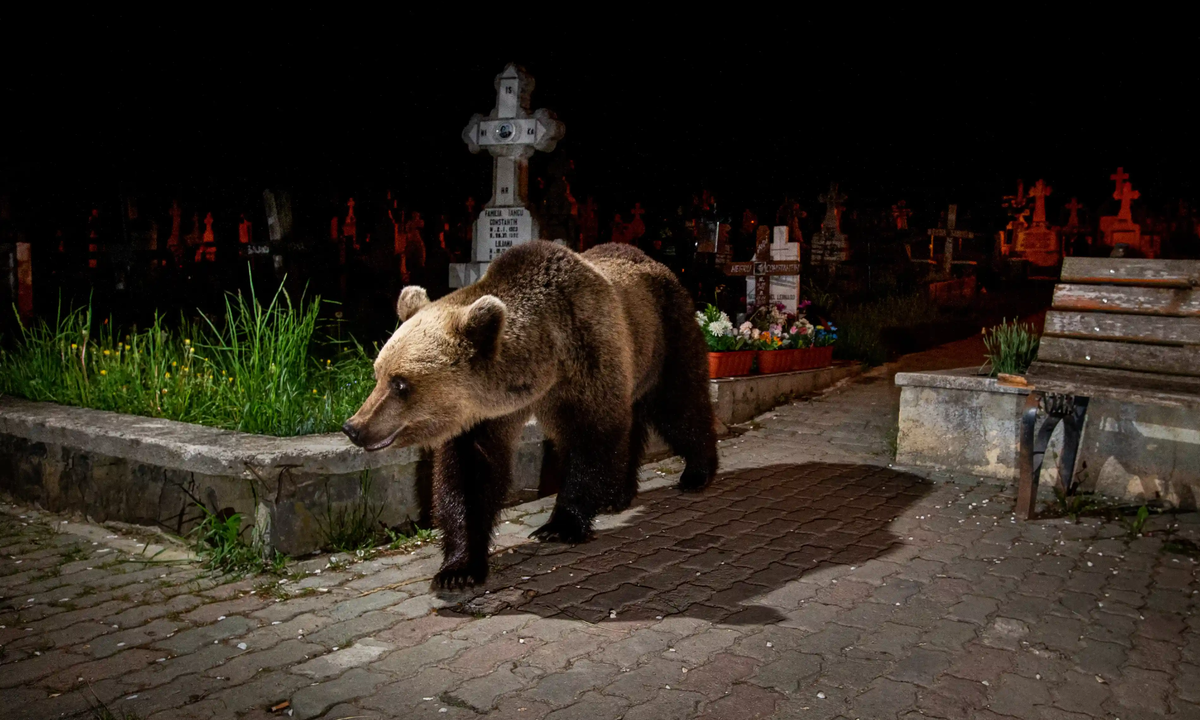 Chùm ảnh: Nơi người dân quen cảnh gấu lang thang trên đường phố