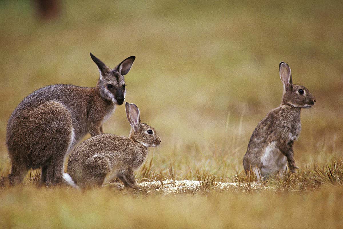 Bài học từ cuộc xâm lấn sinh học tàn khốc của 24 con thỏ ở Australia