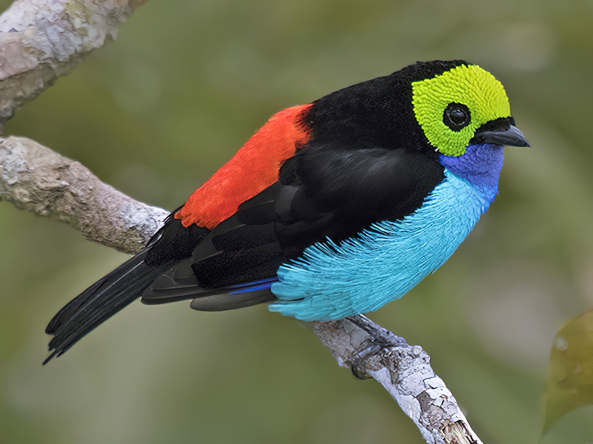 Photo series: Top 30 species of birds with the most impressive colors in the world