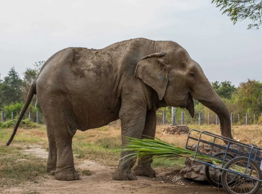 Chú voi cong vẹo cột sống và sự tàn bạo của ngành du lịch cưỡi voi