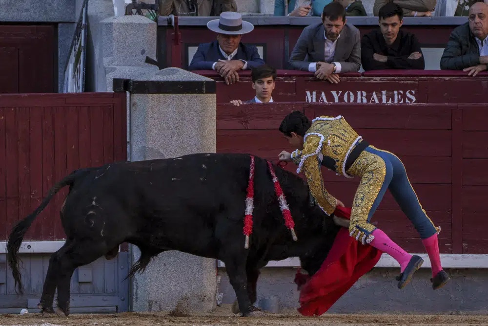 Chùm ảnh: Điều bất ngờ về hiện trạng môn đấu bò ở Tây Ban Nha
