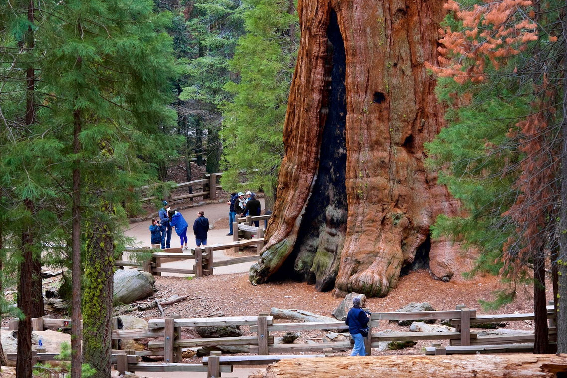 Chùm ảnh: Sự kỳ vĩ của cây cổ thụ khổng lồ nhất Trái đất