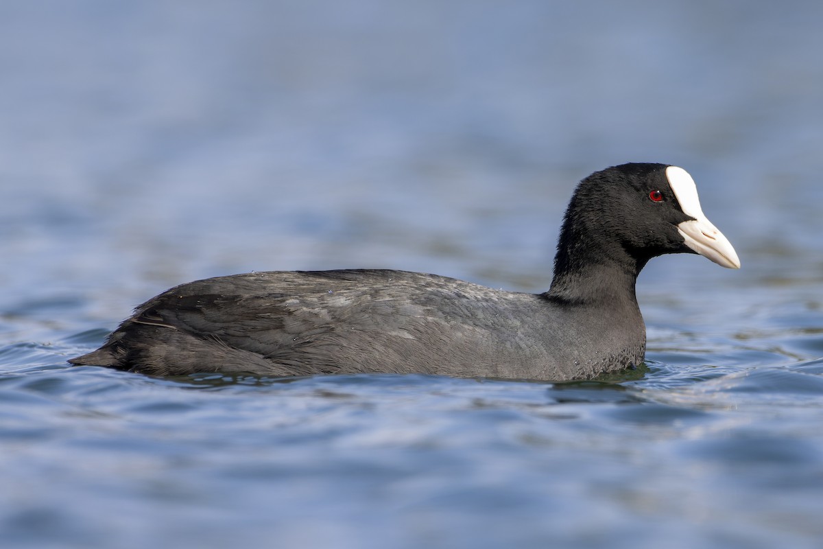 Chuyện về chim sâm cầm – nét đẹp chỉ còn là dĩ vãng của hồ Tây