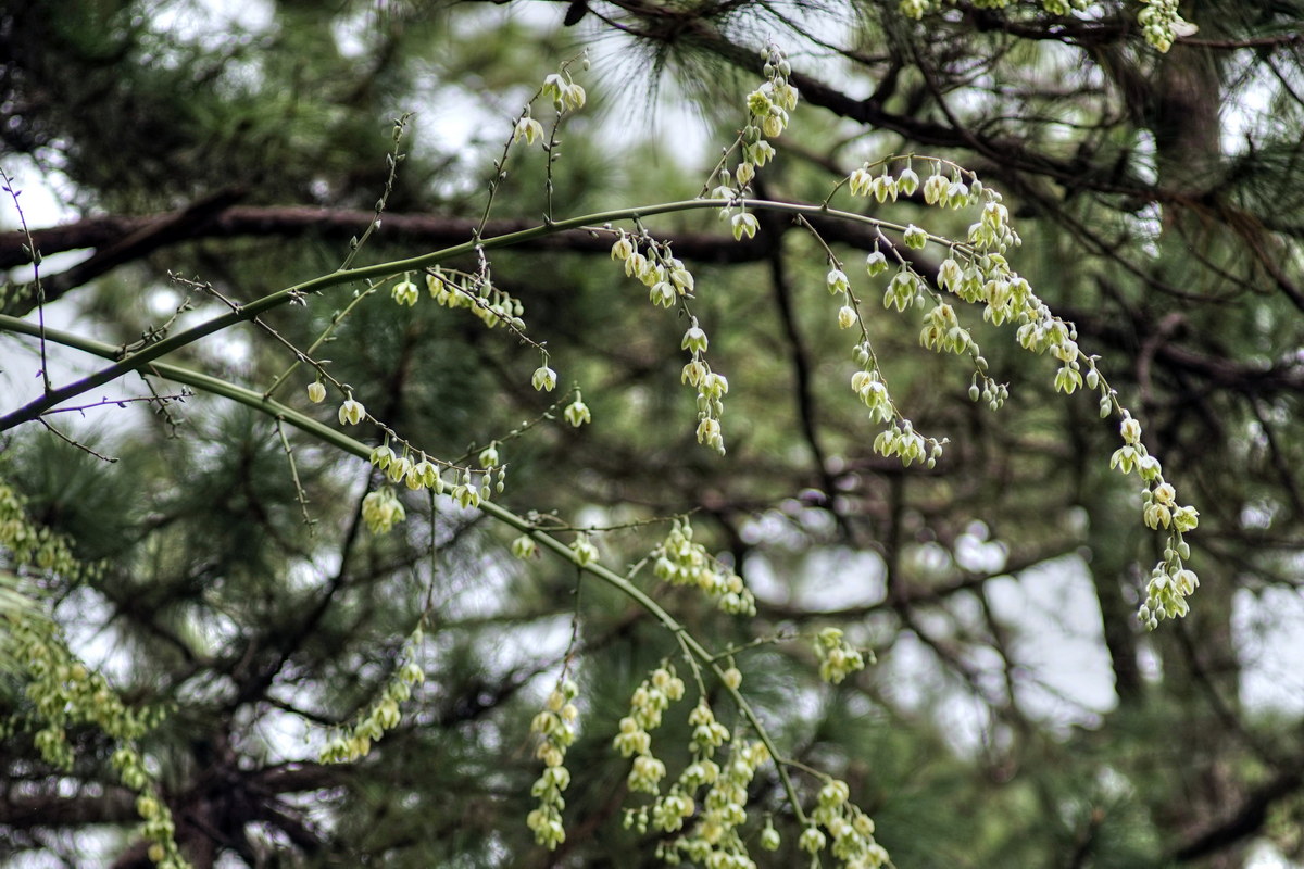 Chùm ảnh: Loài cây chục năm nở hoa một lần bung hoa chi chít ở Đà Lạt