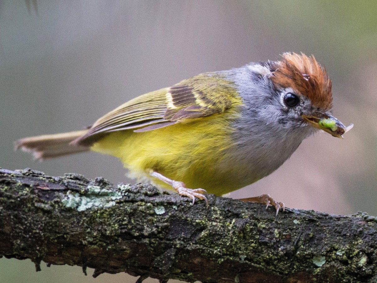 Chùm ảnh: Tận mục 20 loài chim chích lý thú của Việt Nam