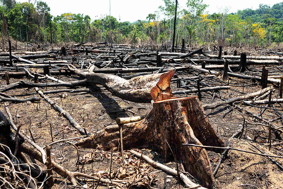 Năm dạng phá rừng và hệ lụy cho