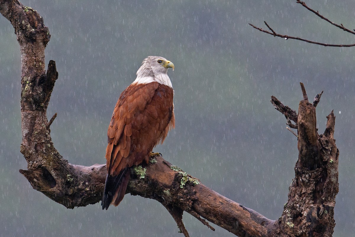 Chùm ảnh: Cận cảnh loài chim săn mồi đẹp nhất của Việt Nam