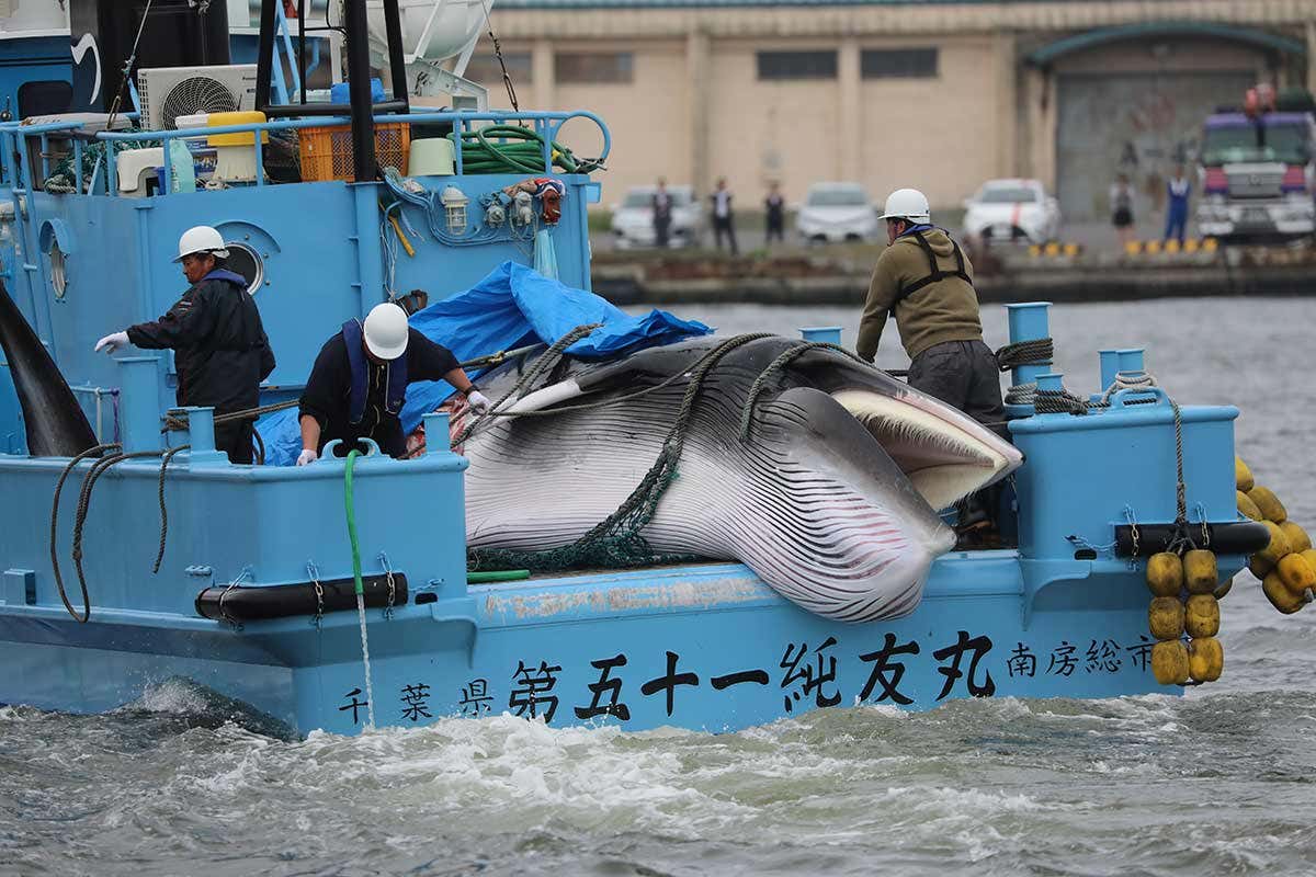 Người Nhật Bản săn cá voi: Cuộc tranh cãi chưa có hồi kết