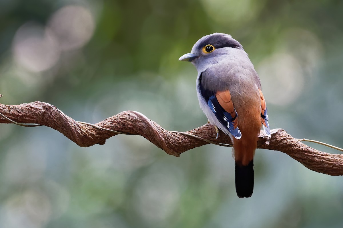 Chùm ảnh: Chiêm ngưỡng 5 loài chim mỏ rộng cực đẹp của Việt Nam