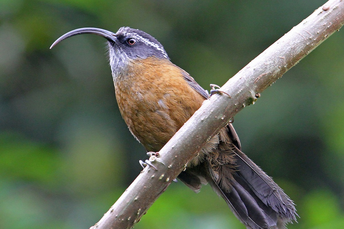 Chùm ảnh: Điểm danh các loài chim khướu mỏ cong độc lạ của Việt Nam