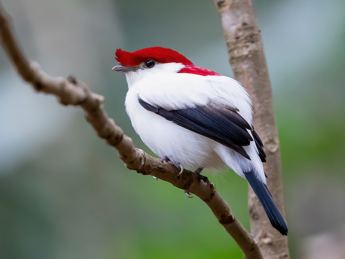 Chùm ảnh: Đã mắt trước vẻ đẹp của các loài chim di châu Mỹ