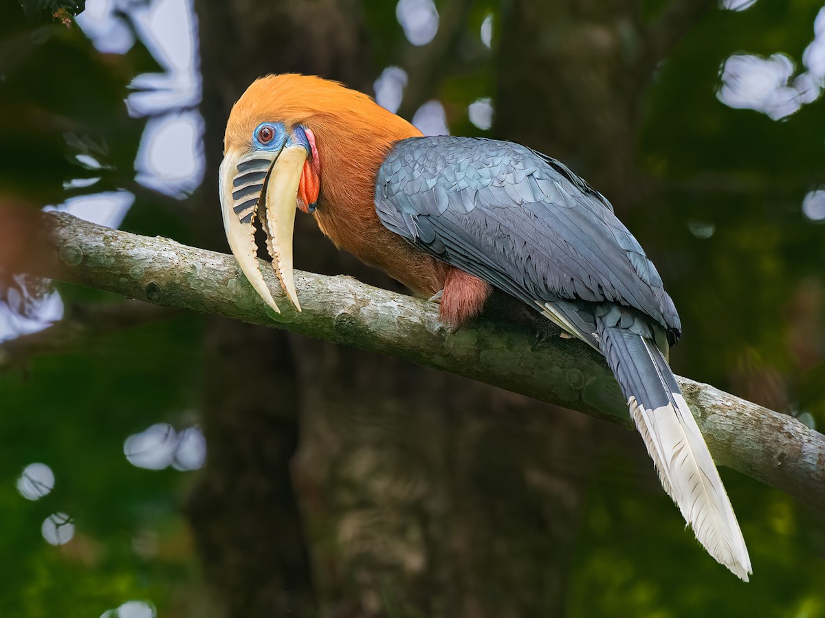 Chùm ảnh: Loài chim có vẻ ngoài độc dị, nguy cấp bậc nhất Việt Nam