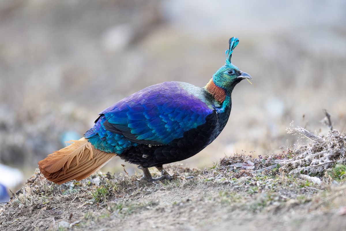 Chùm ảnh: Ngẩn người ngắm loài chim đẹp nhất dãy Himalaya