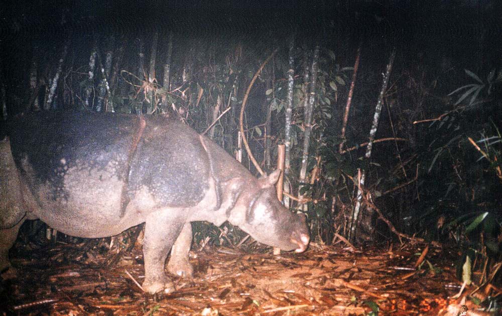 Tiếng thét tưởng nhớ con tê giác cuối cùng của Việt Nam