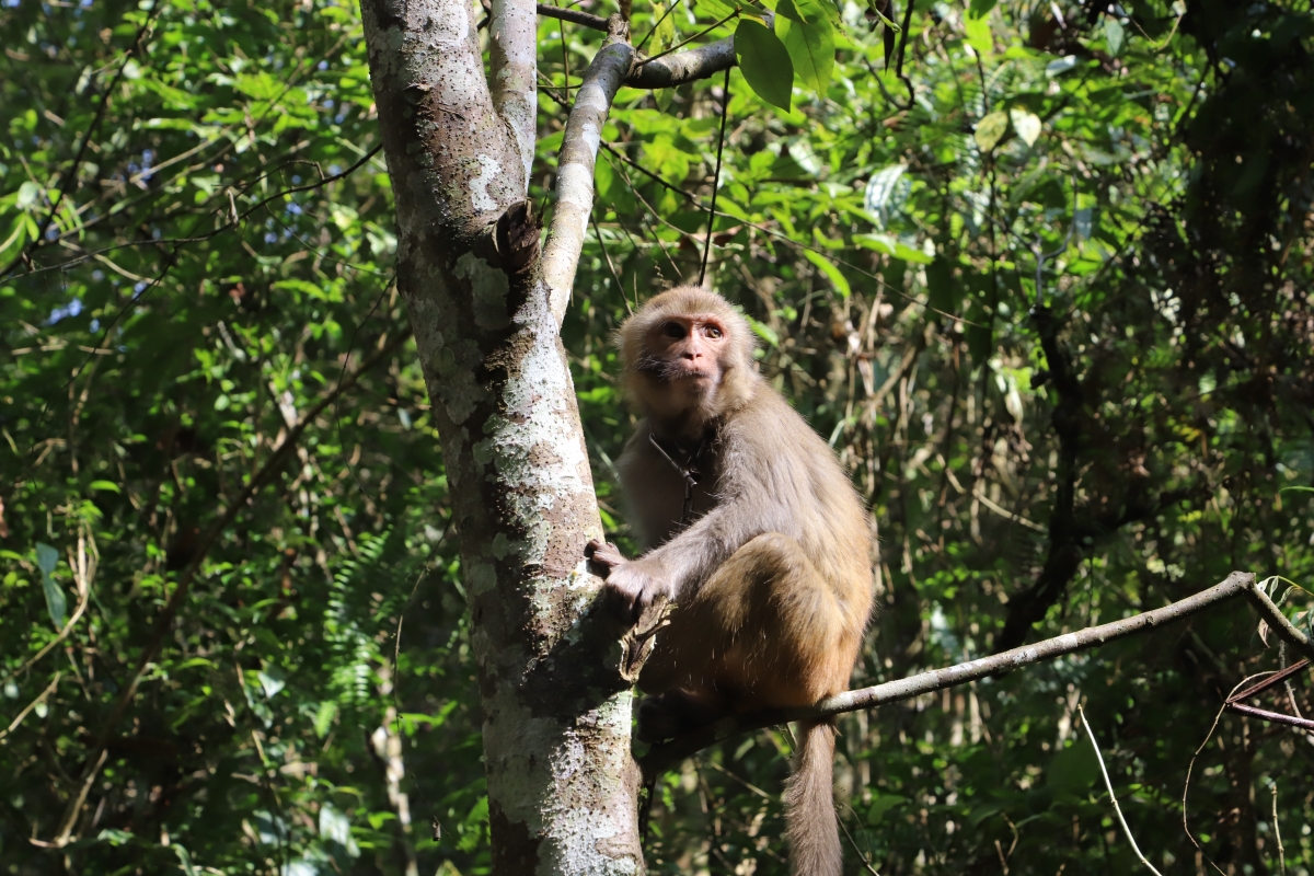 Mua động vật hoang dã thả về rừng: Có nên hay không?
