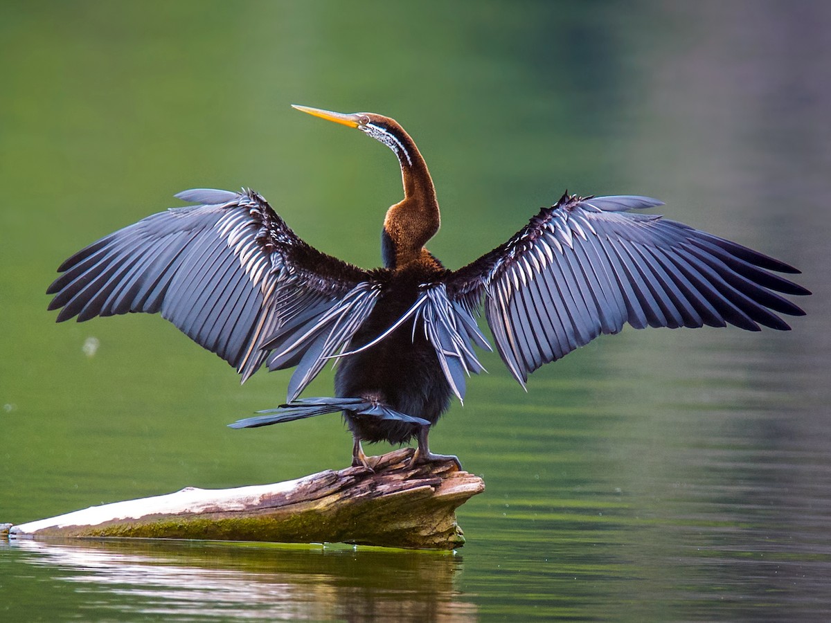 Chùm ảnh: Loài chim có cái cổ kỳ dị nhất thế giới của Việt Nam