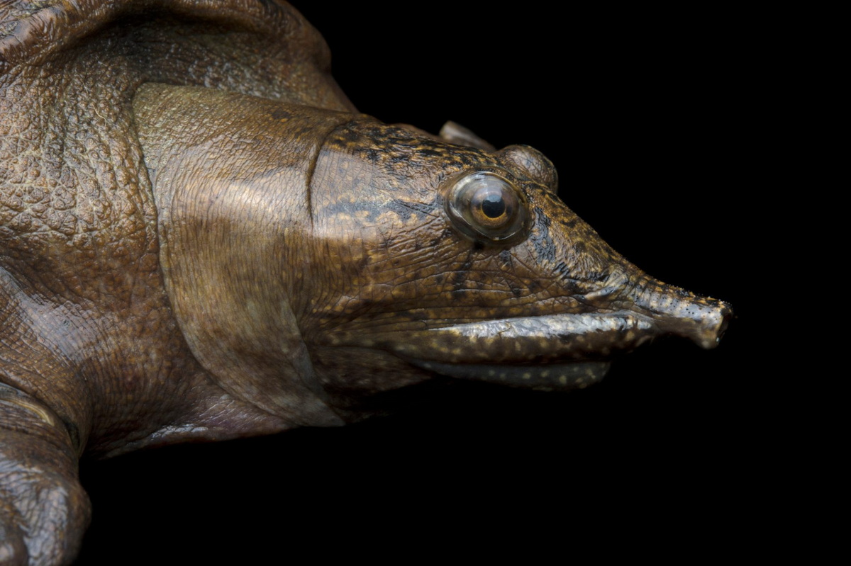 Chùm ảnh: Loài rùa “tè” bằng miệng, được nuôi nhiều nhất thế giới