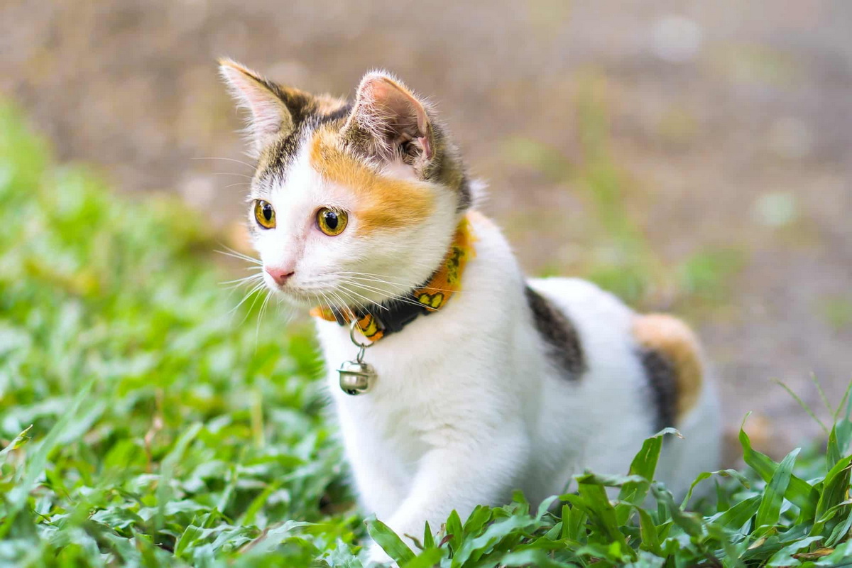 Chùm ảnh: Mèo tam thể – những điều lý thú không phải ai cũng biết