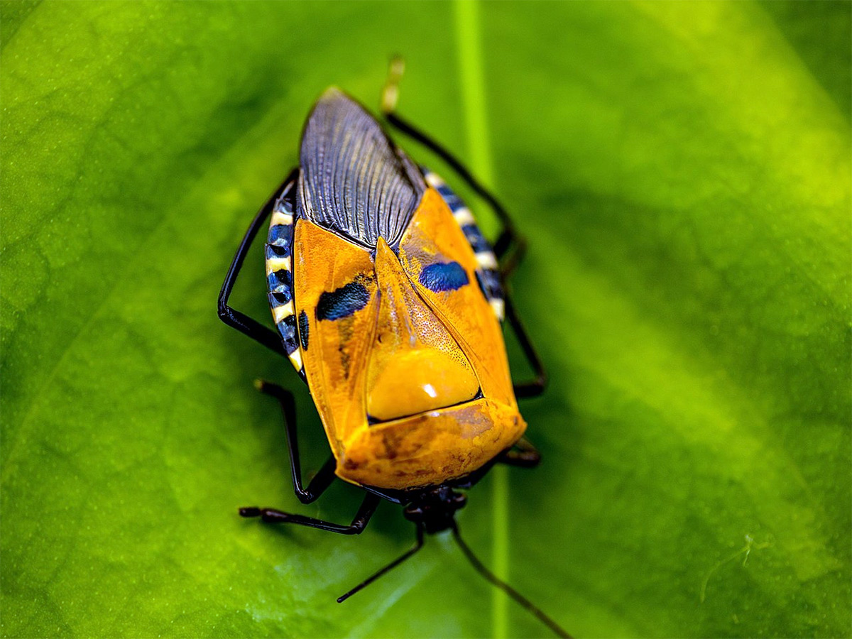 Chùm ảnh: Cận cảnh các loài bọ xít kỳ lạ nhất thế giới