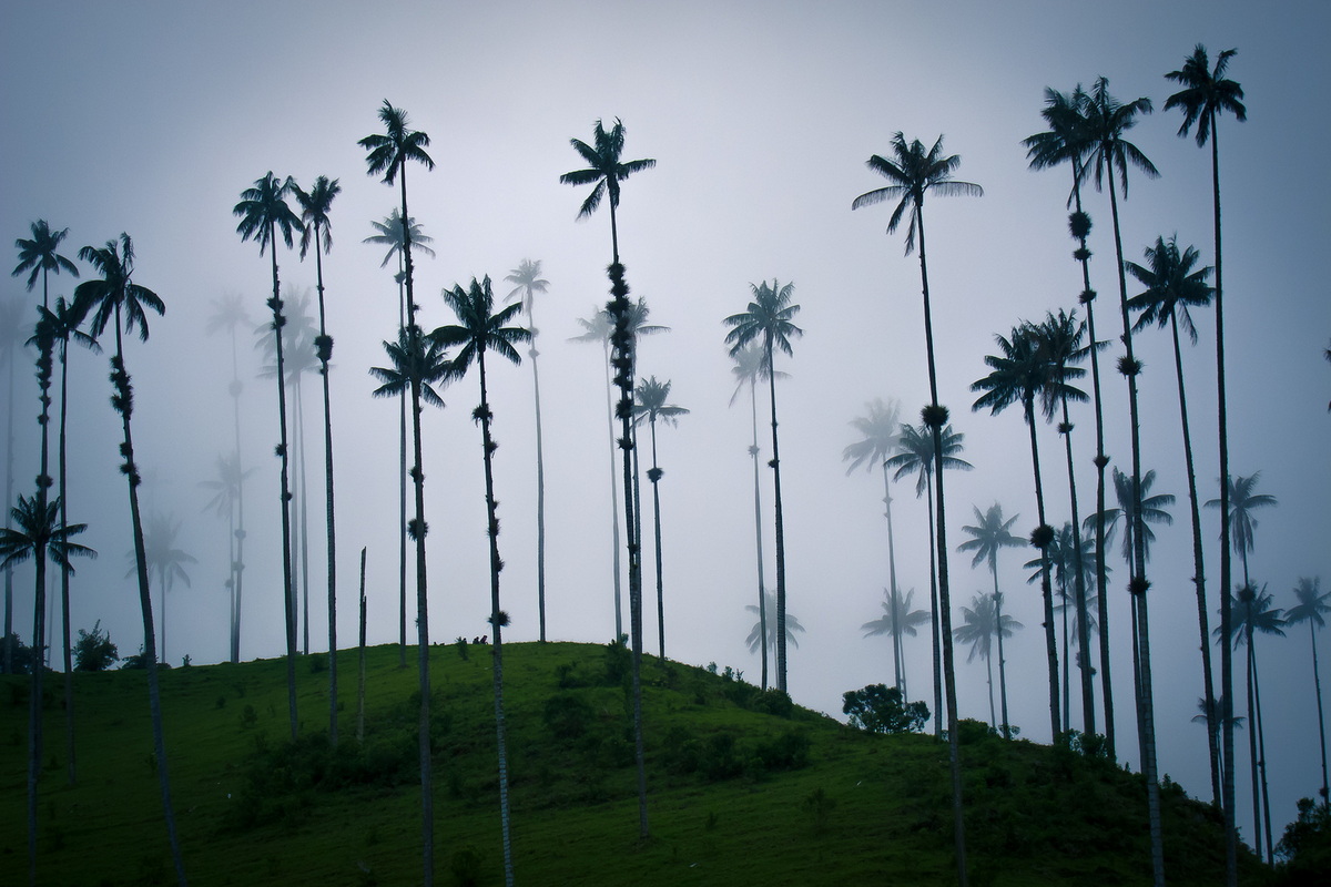 Chùm ảnh: Vẻ ngoài ấn tượng của loài thực vật một lá mầm cao nhất thế giới