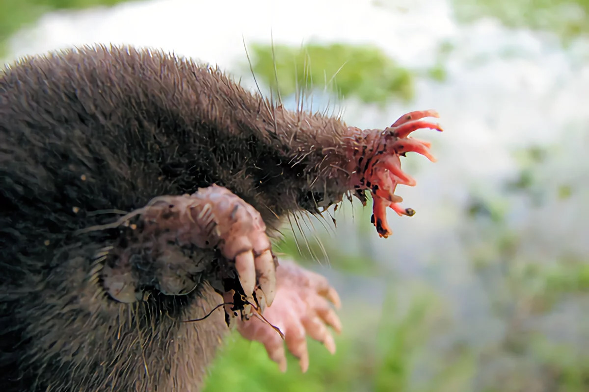 Chùm ảnh: Sự thật đầy bất ngờ về các loài chuột chũi trên thế giới