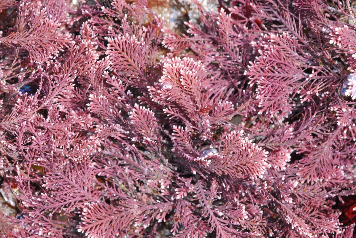 Chùm ảnh: Những điều ít người biết về các loài tảo đỏ