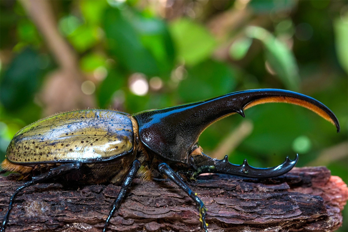 Chùm ảnh: Những loài bọ cánh cứng có vẻ ngoài gây sửng sốt nhất thế giới